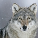 Wolf46_144992